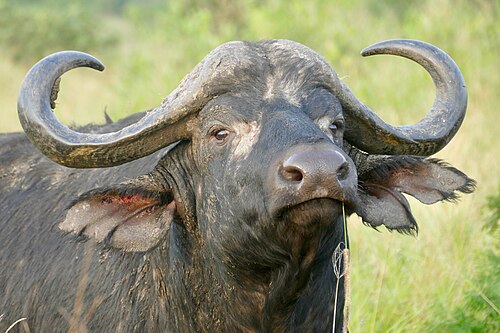 African buffalo (Syncerus caffer), cape bull