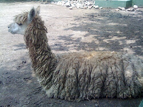 Alpaca (Vicugna pacos), reposando en el zoológico wamerú de querétaro