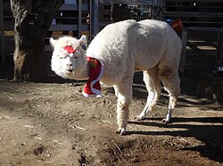 Alpaca, momiji bell mall