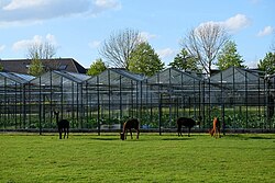 Alpaca, greenhouses bemmel