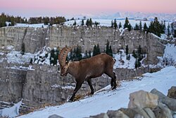 Alpine ibex, wild swiss alps creux du van giles laurent