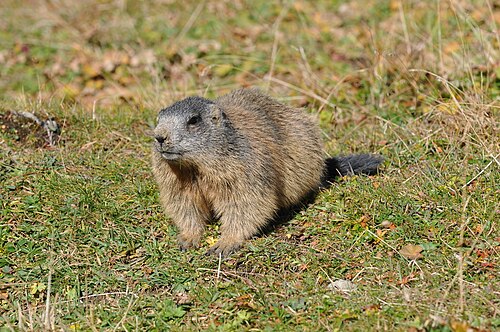 Alpine marmot (Marmota marmota), rätikon