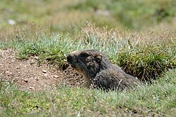 Alpine marmot, tauerntal a01