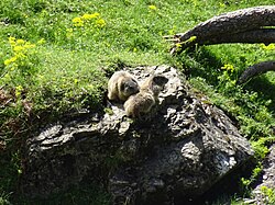 Alpine marmot, val zebrù