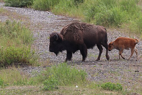 American bison (Bison bison), with calf