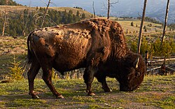 American bison, yellowstone national park