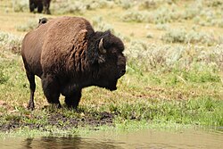 American bison, water