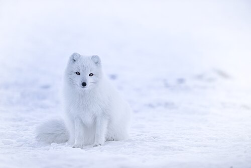 Arctic fox (Vulpes lagopus), iceland