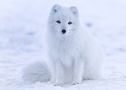 Arctic fox, iceland cropped
