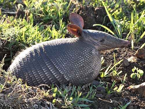 Nine-banded armadillo, tatu en su cueva uruguay