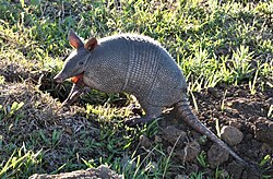 Nine-banded armadillo, tatu uruguay