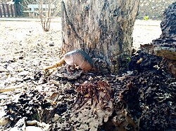 Nine-banded armadillo, terminando zoológico de paraguaná