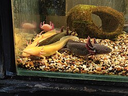 Axolotl, pet store melbourne