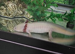 Axolotl, ansel capen hill nature sanctuary