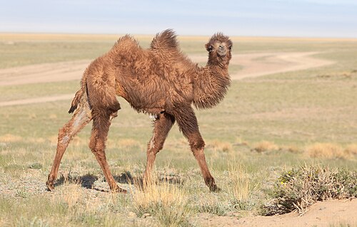 Bactrian camel (Camelus bactrianus), western mongolia