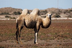 Bactrian camel