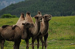 Bactrian camel, group highland wildlife park scotland