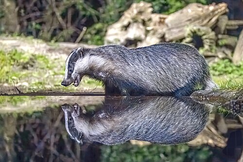 European badger, taxus drenthe
