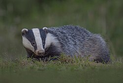 European badger