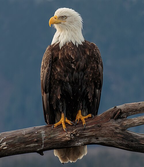Bald eagle, kachemak bay alaska