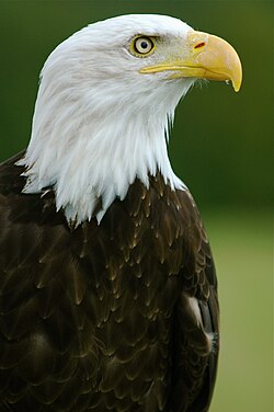 Bald eagle, helga