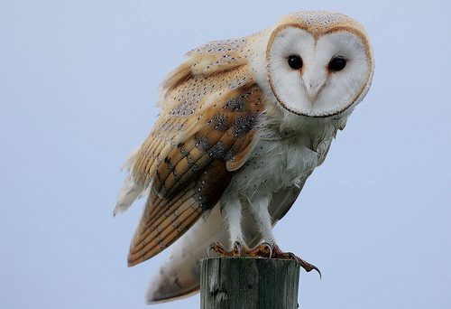 Barn owl, flickr rainbirder