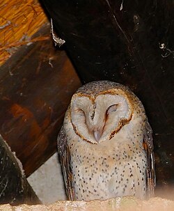 Barn owl