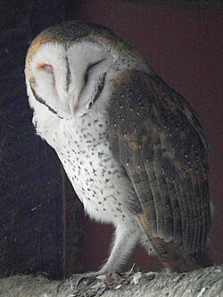 Barn owl, tanzania nevit