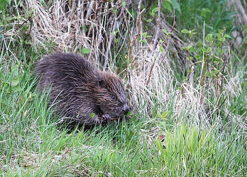 Eurasian beaver, bever