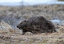 Eurasian beaver