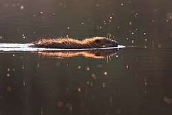 Eurasian beaver