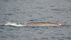 Blue whale, isfjord svalbard