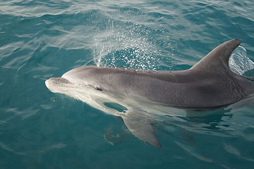 Bottlenose dolphin (Tursiops truncatus)