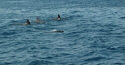Bottlenose dolphin, lumba lumba hidung botol