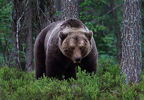 Brown bear (Ursus arctos), viiksimo kainuu region finland