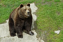 Brown bear, ähtäri