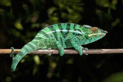 Panther chameleon, male nosy be