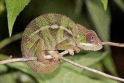 Panther chameleon, male montagne d ambre