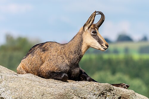 Chamois, altenfelden