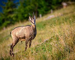 Chamois, auf dem ornach