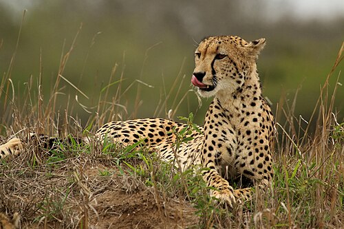 Cheetah (Acinonyx jubatus), female