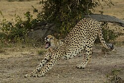 Cheetah, masai mara national reserve