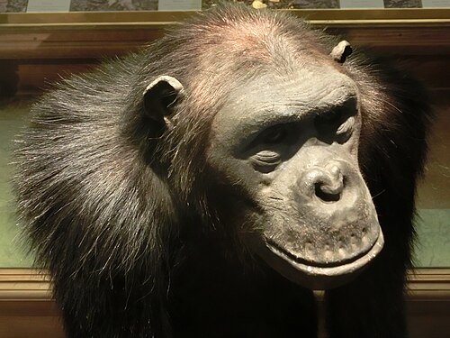 Chimpanzee (Pan troglodytes), taxidermied göteborgs naturhistoriska museum