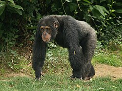 Chimpanzee, male