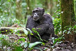 Chimpanzee, alpha male kibale forest national park giles laurent