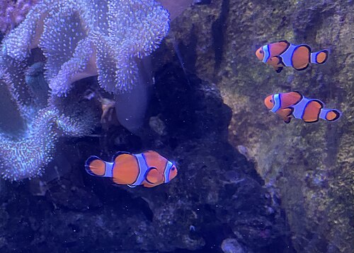 Clownfish (Amphiprion ocellaris), common sydney zoo