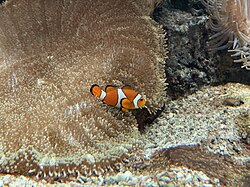 Clownfish