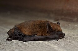 Common pipistrelle bat