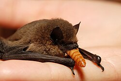 Common pipistrelle bat, eating mealworm