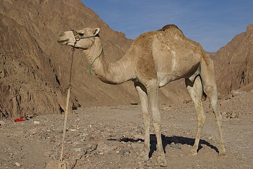 Dromedary (Camelus dromedarius), nuweiba